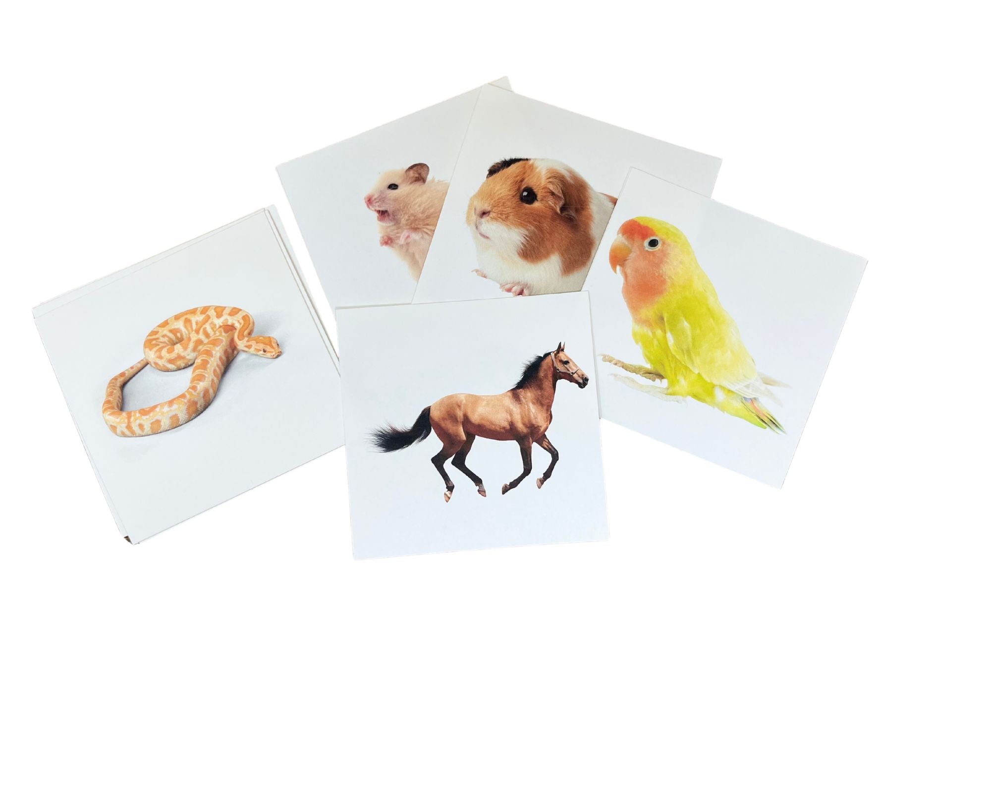 Pets Vocabulary Cards (Digital PDF)